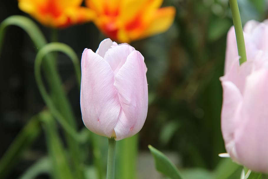 tulipan, tulipfjeder, blomst, blomstrende plante, plante, sårbarhed, skønhed i naturen, skrøbelighed, friskhed, kronblad, tæt på, lyserød farve, blomsterstand, vækst, blomsterhoved, natur, plantestamme, fokus på forgrunden, ingen mennesker, forår, blomstre, botanik, udendørs, lilla, 5K