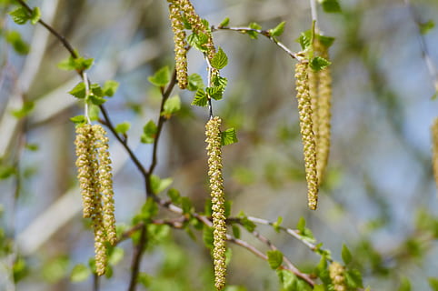 Birke, Frühling, Natur, Baum, fesseln, Pflanze, Wachstum, Schönheit in der Natur, Weidenkätzchen, keine Leute, Tag, Nahansicht, Fokus auf den Vordergrund, grüne Farbe, draußen, Ruhe, Zerbrechlichkeit, Verletzlichkeit, Blume, Pflanzenstamm, Blatt, Zweig, blühende Pflanze, 4K, CC0, gemeinfrei, lizenzfrei