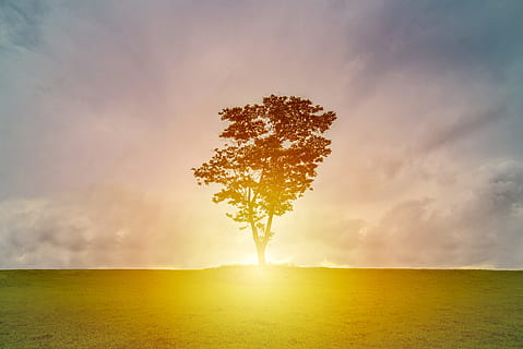 silhouette, tre, gressfelt, Sunray, skyet, himmel, dagtid, natur, landskap, sollys, sommer, solnedgang, sol, utendørs, sky - himmel, ingen folk, scenics, skjønnhet i naturen, bakgrunn, rolig scene, årstid, miljø, gress, anlegg, ro, felt, solstråle, land, naturskjønnhet - natur, horisont over land, lys, 5K, CC0, offentlig domene, opphavsrett gratis