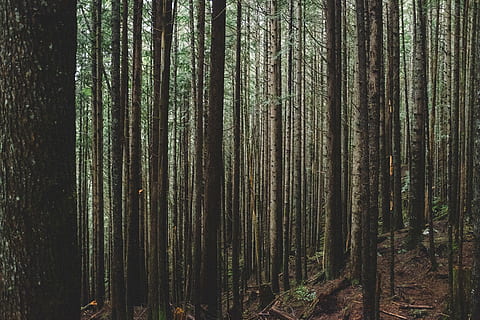 scenery forest trees, plants, trees, pine, forest, nature, mountain, grass, soil, trunk, tree trunk, tree, growth, bamboo - plant, no people, day, abundance, bamboo grove, land, plant, woodland, tranquility, beauty in nature, tranquil scene, non-urban scene, scenics - nature, outdoors, landscape, pine tree, pine woodland, coniferous tree, 4K, CC0, public domain, royalty free