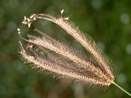 Blume, gedrückt, wild, Stengel, Blatt, Blumen-, Herbst, Garten, Gelb, Sammlung, Pflanze, Frühling, Makro, Rosa, immer noch, Gruppe, isoliert, Dekoration, Blütenblatt, Jahreszeit, eben, Zierpflanzen, Strauß, weißer Hintergrund, Klee, Natur, Bild, Detail, trocken, Nahansicht, keine Leute, Fokus auf den Vordergrund, Wachstum, Schönheit in der Natur, Tag, Pflanzenteil, grüne Farbe, draußen, Zerbrechlichkeit, Verletzlichkeit, selektiver Fokus, Frische, Ruhe, Sonnenlicht, Gras, Tau, 2K, CC0, gemeinfrei, lizenzfrei