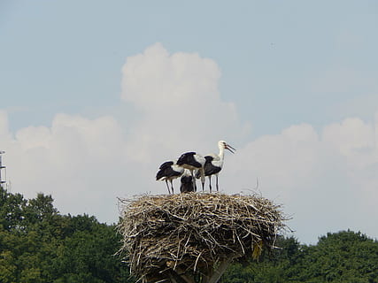 storks, birds, young, socket, animal themes, animals in the wild, animal, animal wildlife, bird, sky, vertebrate, group of animals, two animals, plant, cloud - sky, day, stork, nature, no people, animal nest, tree, low angle view, white stork, bird nest, outdoors, animal family, 4K, CC0, public domain, royalty free