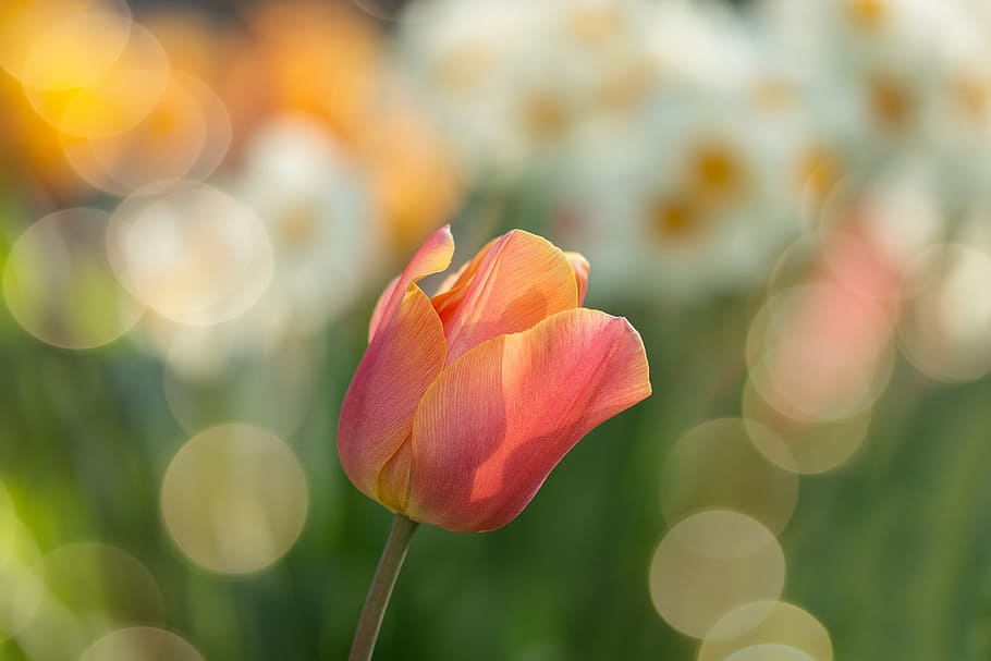 selectiu, focalitzar la fotografia, rosa, flor petalada, tulipa, vermell, flors, primavera, naturalesa, flor de primavera, macro, tancar, groc, jardí, llum solar, camp de tulipa, estiu, tulipes vermells, aïllat, floració primerenca, jardí de flors, colorit, taronja, sol, tulipa vermella, al jardí, verd, schnittblume, flors vermelles, flora, bokeh, fons, narcisos, zwiebel pflanze, flor, pètal, bellesa a la natura, creixement, centrar-se en primer pla, frescor, fragilitat, planta, primer pla, planta amb flors, vulnerabilitat, inflorescència, color rosa, cap de flor, cap gent, dia, tija de la planta, a l'aire lliure, 1080P