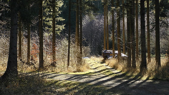 forest path, trees, nature, away, spring, mood, tree, plant, forest, transportation, no people, land, growth, tree trunk, trunk, road, tranquil scene, tranquility, outdoors, day, sunlight, woodland, the way forward, direction, beauty in nature, 4K, CC0, public domain, royalty free