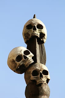 tre, kranium, træ-, finial, human, kranier, skelet, hoved, død, rædsel, halloween, knogle, anatomi, symbol, ansigt, uhyggelig, tænder, skræmmende, hvid, fare, mørk, gammel, ond, kæbe, gotisk, frygt, religion, himmel, menneskeligt skelet, menneskeskalle, lav vinkel visning, skyfri himmel, natur, kropsdel, repræsentation, tæt på, blå, dag, 5K, CC0, offentligt domæne, royaltyfrie