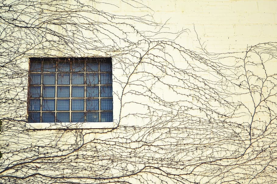 finestra, parete, spago, viticcio, costruzione, strisciante, arrampicata, pianta, crescita, proliferazione, architettura, esterno dell'edificio, albero nudo, struttura costruita, inverno, natura, nessuno, Inquadratura dal basso, albero, ramo, giorno, Casa, vetro - materiale, all'aperto, cielo, caratteristica della parete, quartiere residenziale, 4K