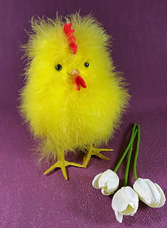 easter, chicks, chicken, hahn, cute, tulips, domestic animals, livestock, bird, chicken - bird, yellow, indoors, young bird, baby chicken, animal, no people, young animal, close-up, studio shot, animal themes, colored background, pets, domestic, vertebrate, mammal, 4K, CC0, public domain, royalty free