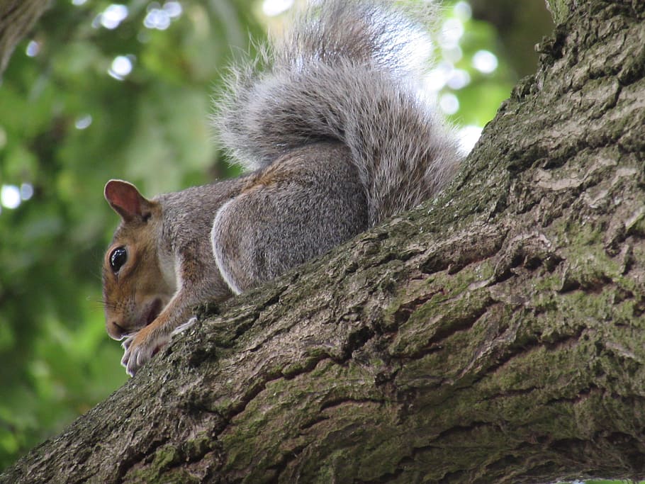 Eichhörnchen, Baum, Natur, Essen, Tier, süß, Tierwelt, Wald, Säugetier, Park, Frühling, natürlich, klein, Pelz, Ast, Schwanz, pelzig, Sitzung, grau, Haar, draussen, wild, Englisch, ein Tier, Tiere in freier Wildbahn, Tag, draußen, Tierthemen, Pflanze, Baumstamm, Kofferraum, Fokus auf den Vordergrund, Wirbeltier, keine Leute, Entspannung, Nagetier, Flachwinkelansicht, Nahansicht, 4K