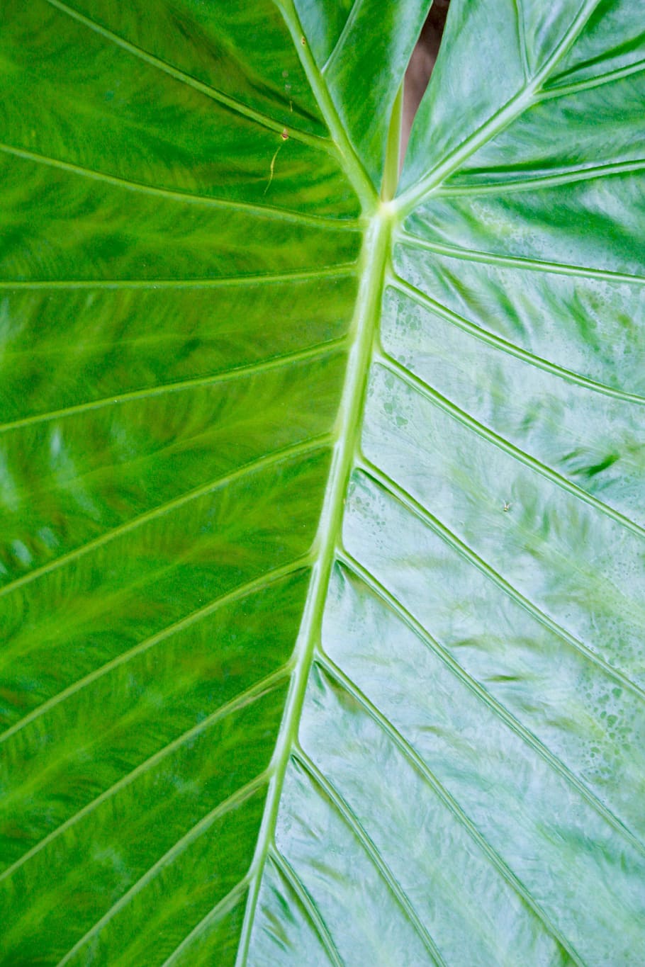Handfläche, Wedel, Blatt, exotisch, Palme, Wedel, Palmwedel, tropisch, Palmblatt, grüne Farbe, Natur, Nahansicht, Botanik, Wachstum, Pflanzenteil, Pflanze, Schönheit in der Natur, Hintergründe, keine Leute, Vollbild, Blattvene, Frische, tropisches Klima, Tag, natürliches Muster, draußen, Blätter, 5K