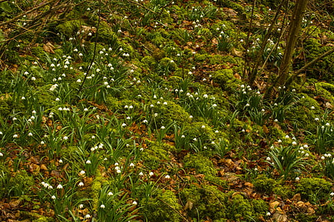 snøfnugg, Snowdrop, vårblomst, vår, anlegg, vekst, grønn farge, skjønnhet i naturen, full ramme, natur, ingen folk, land, tre, ro, plante del, løvverk, frodig løvverk, dag, blad, bakgrunn, utendørs, høy vinkel visning, felt, friskhet, 5K, CC0, offentlig domene, opphavsrett gratis