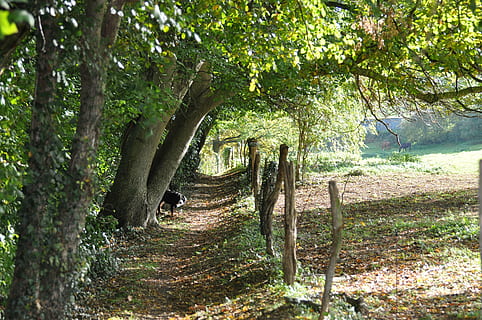 camino, bosque, madera, otoño, maleza, paisaje, arboles, parque, paseo, campo, verde, el maletero, naturaleza, follaje, hojas, árbol, planta, tierra, crecimiento, tranquilidad, belleza en la naturaleza, sendero, escena tranquila, tronco de arbol, día, nadie, dirección, el camino a seguir, paisajes - naturaleza, al aire libre, color verde, 4K, CC0, dominio público, libre de derechos