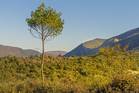 aleppo fyrretræ, landskab, efterår, bjerge, lys, farve, dagslys, natur, bjerg, træ, udendørs, Skov, scenics, plante, scenics - natur, skønhed i naturen, miljø, jord, ro, himmel, rolig scene, ingen mennesker, bjergkæde, ikke-urbane scene, skyfri himmel, dag, grøn farve, vækst, nåletræ, halvtørre, bjergtop, 5K, CC0, offentligt domæne, royaltyfrie