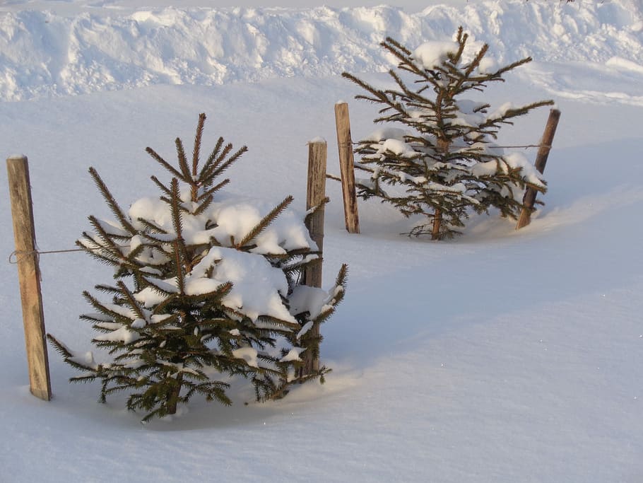 snø, lys, grantre, gran, tre, vinter, jul, juletre, kaldtemperatur, anlegg, natur, feiring, ferie, ingen folk, land, nåletre, dekorasjon, frossen, dag, furutre, gran tre, utendørs, snødekte fjell, snowing, 2K