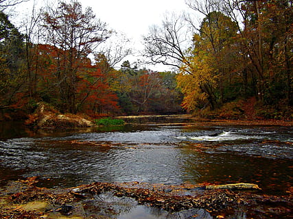 river between trees, river, water, trees, fall, nature, flora, floral, scenic, tree, autumn, plant, change, beauty in nature, tranquility, scenics - nature, tranquil scene, day, forest, non-urban scene, land, no people, growth, lake, orange color, idyllic, outdoors, flowing water, autumn collection, flowing, swamp, 1080P, CC0, public domain, royalty free