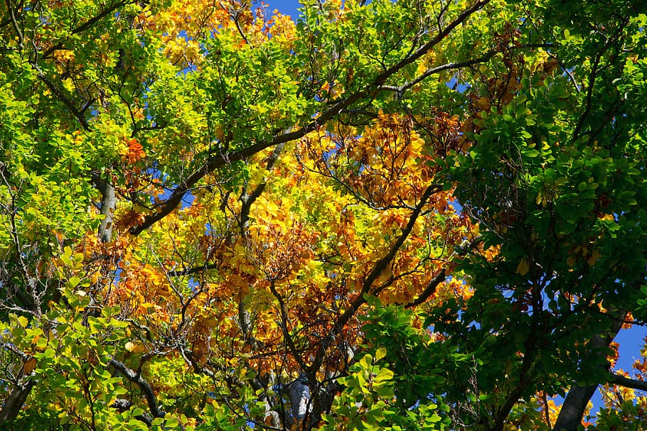 tardor, fons, faig, marró, color, colorit, flora, daurat, verd, full, fulles, naturalesa, taronja, planta, vermell, temporada, arbre, groc, fullatge, creixement, bellesa a la natura, canvi, branca, tranquil·litat, dia, cap gent, color verd, vista d’angle baix, terra, color taronja, bosc, escenics - natura, idíl·lic, escena tranquil·la, a l'aire lliure, copa de l'arbre, col·lecció de tardor, 4K