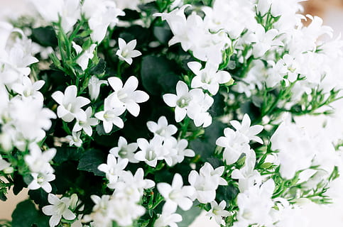 sommer blomster closeup, sommer, blomster, tæt på, natur, blomst, plante, hvid, forår, friskhed, grøn farve, blomsterhoved, kronblad, skønhed i naturen, blomstre, hvid farve, ingen mennesker, blomstrende plante, skrøbelighed, sårbarhed, vækst, blomsterstand, selektiv fokusering, dag, udendørs, høj vinkel visning, overflod, flok blomster, blomsterseng, blomster arrangement, 4K, CC0, offentligt domæne, royaltyfrie