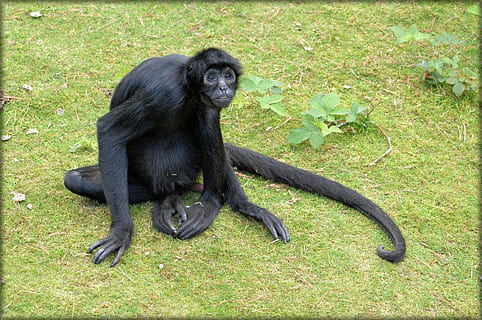 prehensile tail monkeys, Monkey, Prehensile Tail, Monkeys, spider monkey, forest devil, animal, wildlife, wild, zoology, mammal, species, wilderness, environment, outdoors, nature, gorilla, ape, one animal, chimpanzee, full length, primate, animal wildlife, vertebrate, no people, animals in the wild, plant, black color, sitting, grass, land, 1080P