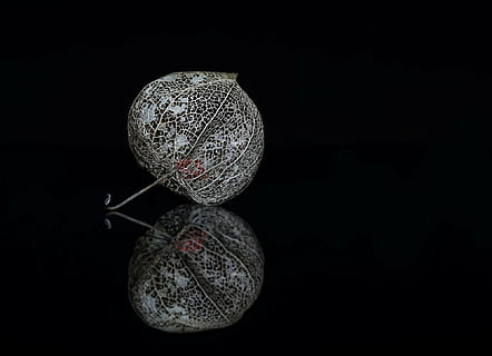 dvě šedé květy, physalis, rám, struktura, ovoce, rostlina, hra stínů, průhledný, černé pozadí, studio shot, uvnitř, stálý život, nikdo, detail, jeden objekt, koule, kopie prostor, odraz, vystříhnout, dekorace, starý, tvar, vánoční ozdoba, vzor, design, temný, kov, stříbrné barvy, luxus, 1080P, CC0, veřejná doména, bez autorských práv