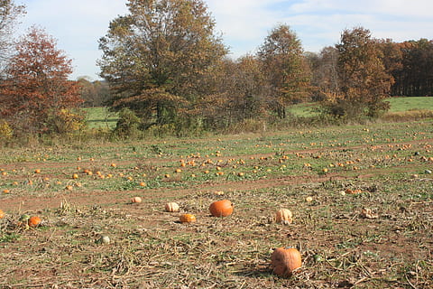 pumpkin, patch, field, autumn, fall, harvest, orange, halloween, farm, vegetable, season, october, food, squash, thanksgiving, garden, seasonal, agriculture, ripe, tree, plant, food and drink, land, landscape, nature, no people, day, orange color, healthy eating, growth, environment, sky, fruit, freshness, outdoors, change, 4K, CC0, public domain, royalty free
