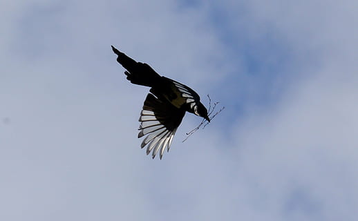 elster, vol, ploma, ocell, ocell de corb, cel blau, animal, naturalesa, volar, volant, vida salvatge, ala dels animals, temes d'animals, un animal, animals a la natura, fauna animal, cel, vertebrats, ales separades, vista d’angle baix, a l'aire, cap gent, moviment, dia, a l'aire lliure, blau, núvol - cel, color negre, batent, 1080P, CC0, domini públic, lliure de regalies