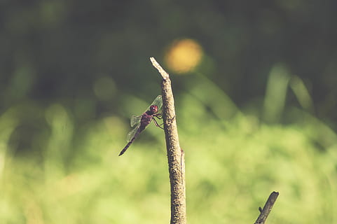 libellula, ramo di un albero, Marrone, tronco d'albero, insetto, creatura, natura, Ali, un animale, fauna selvatica, animale, temi animali, invertebrato, animali allo stato selvatico, concentrarsi sulle conoscenze acquisite, pianta, avvicinamento, nessuno, colore verde, giorno, crescita, all'aperto, formica, stelo vegetale, bellezza nella natura, 2K, CC0, dominio pubblico, privo di copyright