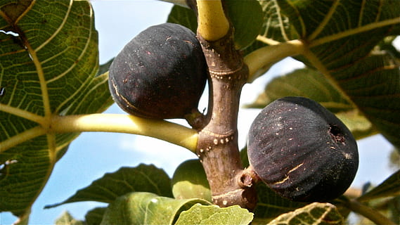 fruita, figues, higera, arbre, vegetals, naturalesa, planta, cap gent, primer pla, creixement, menjar, alimentació saludable, dia, part de la planta, full, menjar i beguda, a l'aire lliure, centrar-se en primer pla, frescor, benestar, bellesa a la natura, branca, agricultura, madur, 4K, CC0, domini públic, lliure de regalies