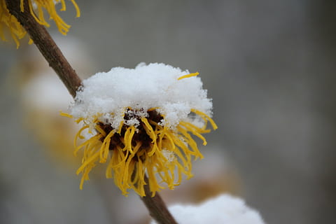 Schnee, Pflanze, Natur, kalt, eingeschneit, schneebedeckt, Neuseeland, Blume, blühende Pflanze, Zerbrechlichkeit, Nahansicht, Schönheit in der Natur, Gelb, Verletzlichkeit, Fokus auf den Vordergrund, Winter, kalte Temperatur, Tag, keine Leute, Frische, weiße Farbe, Blütenkopf, Blütenblatt, draußen, 5K, CC0, gemeinfrei, lizenzfrei
