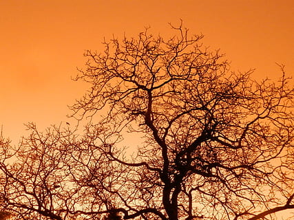 albero, tramonto, arancia, ramo, cielo, noce comune, colorato, albero nudo, natura, autunno, pianta, silhouette, bellezza nella natura, Inquadratura dal basso, nessuno, colore arancione, la tranquillità, scenics - natura, cielo sereno, all'aperto, scena tranquilla, crescita, idilliaco, 4K, CC0, dominio pubblico, privo di copyright