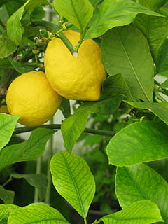 sitron, limonade, tre, frukt, fersk, sitrus, drikke, sunn, gul, juice, glass, mat, skjære, sommer, friskhet, søt, saftig, forfriskning, forfriskende, vitamin, organisk, kosthold, tropisk, grønn, sitrontre, vegetarianer, naturlig, ernæring, ingrediens, tropisk bakgrunn, eksotisk, fersk frukt, sitrusfrukt, blad, natur, grønn farge, anlegg, plante del, mat og Drikke, spise sunt, vekst, frukttrær, velvære, nærbilde, ingen folk, utendørs, oransje, moden, 2K, CC0, offentlig domene, opphavsrett gratis