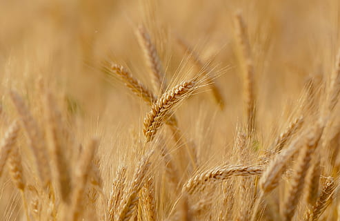 camp de blat, durant el dia, blat, camp, primavera, estiu, França, epi, blat dur, cereal, agricultura, rural, collita, planta de cereals, cultiu, paisatge, escena rural, ordi, planta, color daurat, menjar, granja, primer pla extrem, terra, macro, naturalesa, llavor, fons, groc, madur, orgànic, cap gent, a l'aire lliure, sègol - gra, 1080P