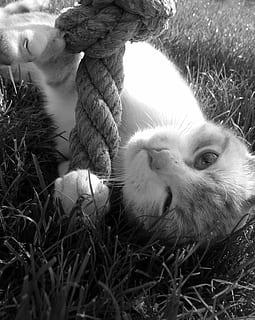 gato, tomcat, Toque, mamífero, um animal, temas animais, doméstico, animal, pets, animais domésticos, grama, vertebrado, plantar, fechar-se, ninguém, natureza, campo, parte do corpo animal, relaxamento, terra, dia, retrato, cabeça de animal, bigode, 1080P, CC0, domínio público, royalty free