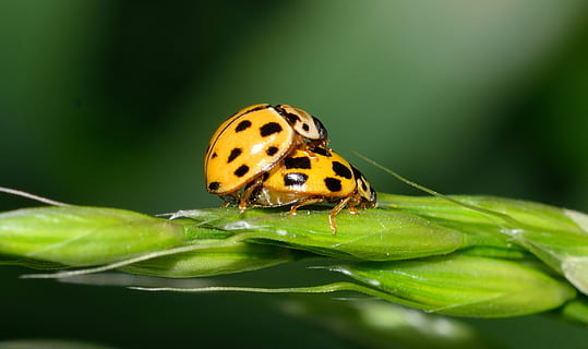 Marienkäfer, Insekt, Käfer, Kupplung, Liebe, Reproduktion, Tier, Tierthemen, Tierwelt, wirbellos, ein Tier, Pflanzenteil, Tiere in freier Wildbahn, Blatt, Nahansicht, Pflanze, Natur, Schönheit in der Natur, keine Leute, grüne Farbe, beschmutzt, Makro, draußen, Vergrößerung, Schmetterling - Insekt, 2K, CC0, gemeinfrei, lizenzfrei