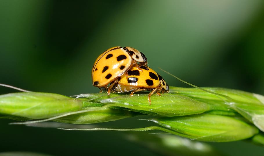 Marienkäfer, Insekt, Käfer, Kupplung, Liebe, Reproduktion, Tier, Tierthemen, Tierwelt, wirbellos, ein Tier, Pflanzenteil, Tiere in freier Wildbahn, Blatt, Nahansicht, Pflanze, Natur, Schönheit in der Natur, keine Leute, grüne Farbe, beschmutzt, Makro, draußen, Vergrößerung, Schmetterling - Insekt, 2K