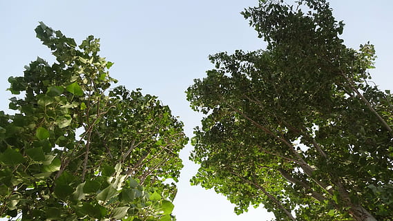 tre, natur, vertikal, treblad, anlegg, himmel, vekst, grønn farge, lav vinkel visning, plante del, blad, ingen folk, skjønnhet i naturen, utendørs, dag, klar himmel, ro, sollys, gren, naturskjønnhet - natur, mat og Drikke, frukt, 4K, CC0, offentlig domene, opphavsrett gratis