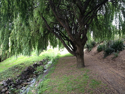 Pfad, Weidenbaum, Strom, knarren, Weide, Baum, Grün, draussen, Park, Gras, Natur, Fußweg, Landschaft, draußen, keine Leute, Pflanze, Ruhe, Schönheit in der Natur, Wachstum, Land, ruhige Szene, grüne Farbe, Tag, Szenen - Natur, Umgebung, Wald, Feld, Nicht-städtische Szene, Richtung, Baumstamm, von Bäumen gesäumt, Weg, 2K, CC0, gemeinfrei, lizenzfrei