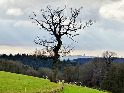 albero, irregolare, paesaggio, mucche, natura, pianta, cielo, nuvola - cielo, albero nudo, erba, la tranquillità, bellezza nella natura, ambiente, campo, scenics - natura, scena tranquilla, terra, scena non urbana, giorno, ramo, nessuno, a distanza, all'aperto, 4K, CC0, dominio pubblico, privo di copyright