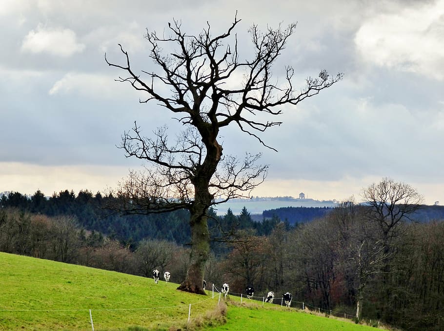 albero, irregolare, paesaggio, mucche, natura, pianta, cielo, nuvola - cielo, albero nudo, erba, la tranquillità, bellezza nella natura, ambiente, campo, scenics - natura, scena tranquilla, terra, scena non urbana, giorno, ramo, nessuno, a distanza, all'aperto, 4K