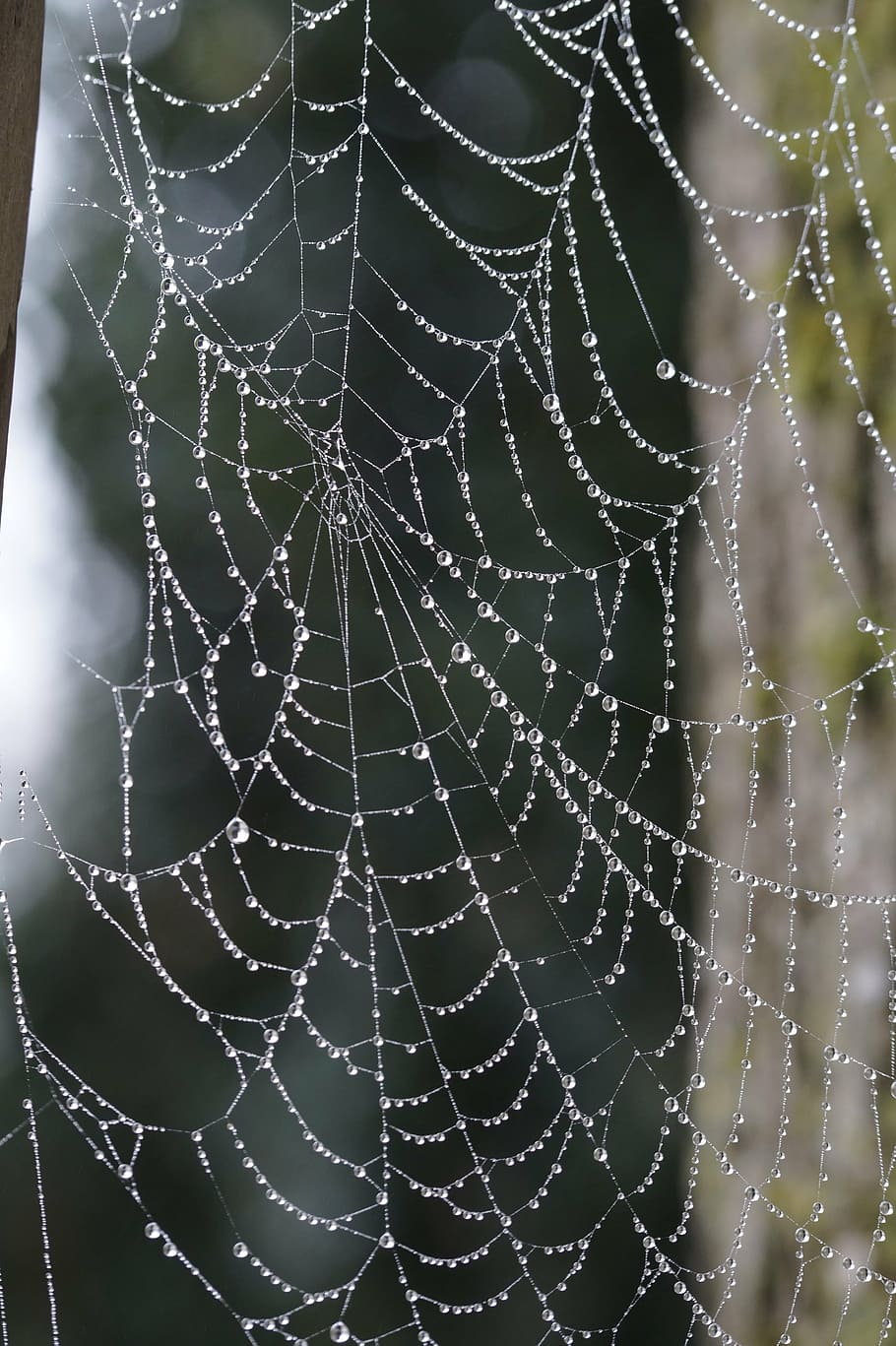 teranyina, xarxa, web orb, aràcnids, simetria, gota de rosada, degoteig, gota d’aigua, folrat, alinear, filigrana, transitori, licitació, bé, tardor, matí de tardor, gotes, gotes d’aigua, tautroepfchen, aranya de rodes, humit, boira, humitat, naturalesa, aranya, tirar, rosada, primer pla, fragilitat, vulnerabilitat, centrar-se en primer pla, aigua, cap gent, bellesa a la natura, patró natural, complexitat, patró, dia, a l'aire lliure, atrapat, web, gota de pluja, concèntric, 5K