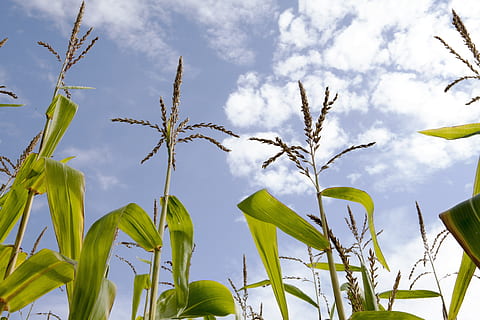 Mais, Maisfeld, Himmel, hdr, Pflanze, Wachstum, wolke - himmel, Natur, Blatt, Pflanzenteil, keine Leute, Schönheit in der Natur, Tag, Landwirtschaft, grüne Farbe, Flachwinkelansicht, Feld, draußen, Ernte, Ruhe, Land, Sonnenlicht, Nahansicht, Plantage, 5K, CC0, gemeinfrei, lizenzfrei