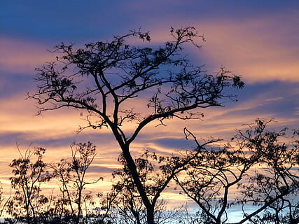 por do sol, céu, nuvens, resplendor, árvore, abendstimmung, romance, nuvem - céu, silhueta, beleza na natureza, plantar, natureza, ninguém, céu dramático, scenics - natureza, meio Ambiente, tranquilidade, ao ar livre, azul, panorama, cor laranja, cena tranquila, terra, clima árido, clima, 2K, CC0, domínio público, royalty free