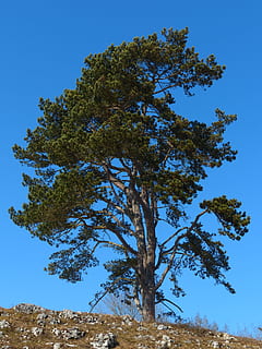Baum, Kiefer, Himmel, Blau, Stahlblau, Pflanze, klarer Himmel, Wachstum, Schönheit in der Natur, Ruhe, Flachwinkelansicht, Natur, keine Leute, Szenen - Natur, ruhige Szene, Tag, Land, draußen, Ast, Feld, Baumstamm, Kofferraum, 4K, CC0, gemeinfrei, lizenzfrei