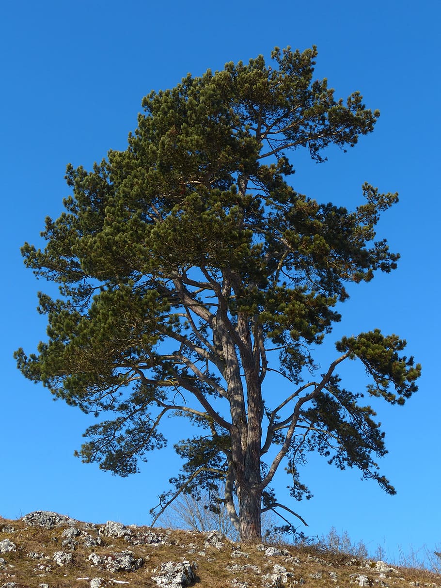 Baum, Kiefer, Himmel, Blau, Stahlblau, Pflanze, klarer Himmel, Wachstum, Schönheit in der Natur, Ruhe, Flachwinkelansicht, Natur, keine Leute, Szenen - Natur, ruhige Szene, Tag, Land, draußen, Ast, Feld, Baumstamm, Kofferraum, 4K