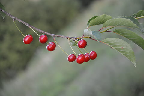 Kirschen, Obst, rote Kirsche, Kirschrot, rot, Kirsche, rote Früchte, Sammlung, Obstbaum, Natur, Baum, Fokus auf den Vordergrund, Essen und Trinken, Lebensmittel, gesundes Essen, Pflanze, Frische, Wachstum, Beerenfrucht, Blatt, Pflanzenteil, Nahansicht, Tag, Wohlbefinden, keine Leute, Schönheit in der Natur, reif, draußen, Kirschbaum, 5K, CC0, gemeinfrei, lizenzfrei