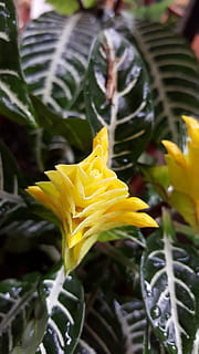 galben, floare, strat, vară, floral, primăvară, natură, plantă, verde, a inflori, inflori, grădină, alb, proiecta, culoare, luminos, natural, frunze, colorat, buchet, înflorit, textură, portocale, epocă, luncă, romantic, petală, flori galbene, decor, decorativ, planta cu flori, frumusețe în natură, creştere, vulnerabilitate, fragilitate, prospeţime, a închide, cap de floare, selectiv, inflorescenţă, parte a plantelor, zi, în aer liber, nici o persoana, 5K, CC0, domeniu public, fără drepturi de autor