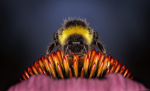 makrófotózás, háziméh, felkaptak, virág stamen, állatok, virágok, bogár, természet, virág, darázs, rovarok, virágzás, pollen, növények, méhek, közelkép, stúdió felvétel, állati témák, egy állat, állat, szépség a természetben, virágzó növény, állati vadvilág, nem ember, sárga, színes háttérrel, vadon élő állatok, virágfej, gerinctelen, rovar, növény, virágszirom, fekete háttér, állati fej, beporzás, 4K, CC0, közkincs, jogdíjmentes