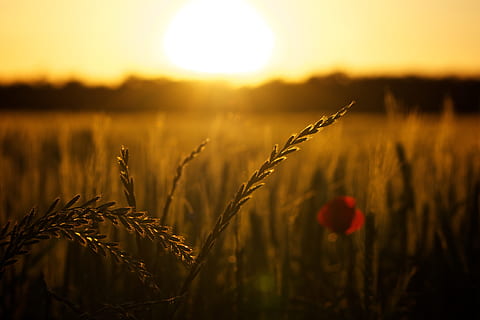 fotografia macro, grans, posta de sol, rosella, llum de fons, cultiu, planta de cereals, agricultura, creixement, paisatge, planta, camp, sol, escena rural, terra, cel, naturalesa, granja, medi ambient, bellesa a la natura, blat, llum solar, tranquil·litat, ordi, cap gent, a l'aire lliure, 5K, CC0, domini públic, lliure de regalies