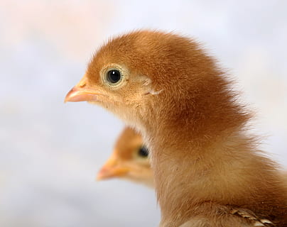 dos polls marrons, poc, aus de corral, bonic, Pasqua, animal, naturalesa, nounat, pollastre, petit, mico, gallina, difusa, ocell, jove, divertit, nadó, granja, pelut, pollet, mascota, domesticats, camp, bestiar, adorable, temes d'animals, un animal, vertebrats, primer pla, animal jove, fauna animal, animals a la natura, ocell jove, cap gent, vista lateral, centrar-se en primer pla, bec, vista del perfil, part del cos dels animals, marró, dia, a l'aire lliure, cap d’animals, ull d’animals, 4K, CC0, domini públic, lliure de regalies