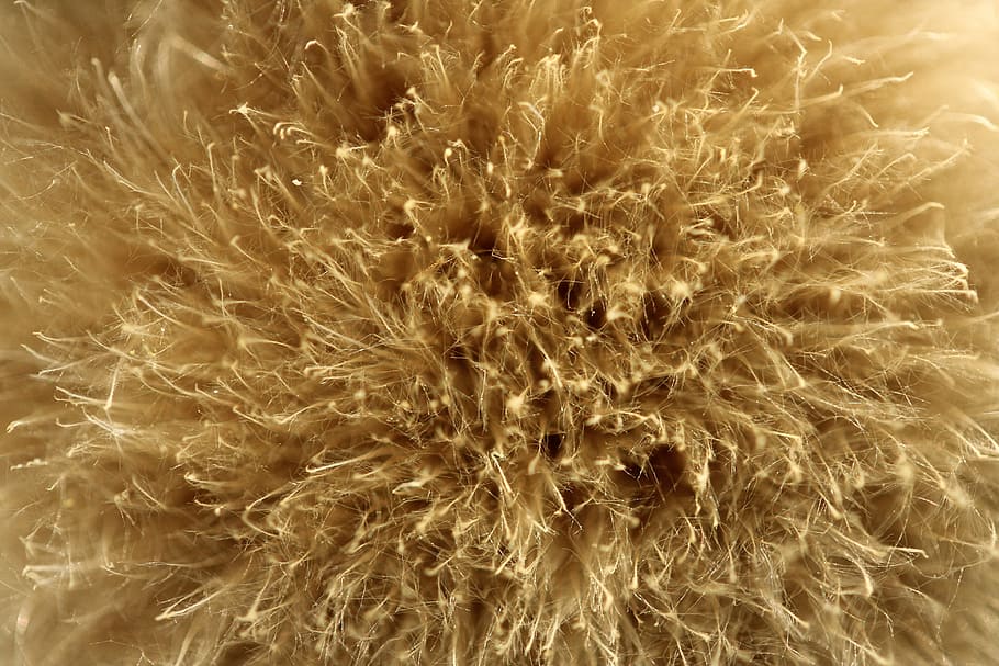 primer pla, foto, marró, sec, herba, flor, macro, groc, ploma, naturalesa, planta, color, tancar, primavera, flors, detalls de tirs, imatge de flor, fons, brot, jardí, marc complet, cap gent, planta de cereals, creixement, bellesa, resum, patró, suavitat, a l'aire lliure, fons abstractes, nit, il·luminat, llum - fenomen natural, moviment, fragilitat, calor - temperatura, primer pla extrem, celebració, textura, 4K
