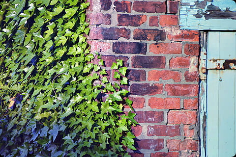 pared, ladrillo, pared de ladrillo, textura, Envejecido, modelo, hiedra, arquitectura, estructura construida, pared - característica de la construcción, crecimiento, exterior del edificio, día, hoja, color verde, parte de la planta, planta, nadie, al aire libre, naturaleza, de cerca, planta enredadera, 4K, CC0, dominio público, libre de derechos