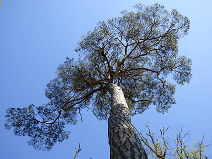 albero, pino, conifera, foresta, Fontainebleau, pianta, cielo, Inquadratura dal basso, tronco, tronco d'albero, natura, ramo, cielo sereno, crescita, la tranquillità, giorno, nessuno, bellezza nella natura, all'aperto, blu, luce del sole, albero singolo, scena tranquilla, scenics - natura, 4K, CC0, dominio pubblico, privo di copyright